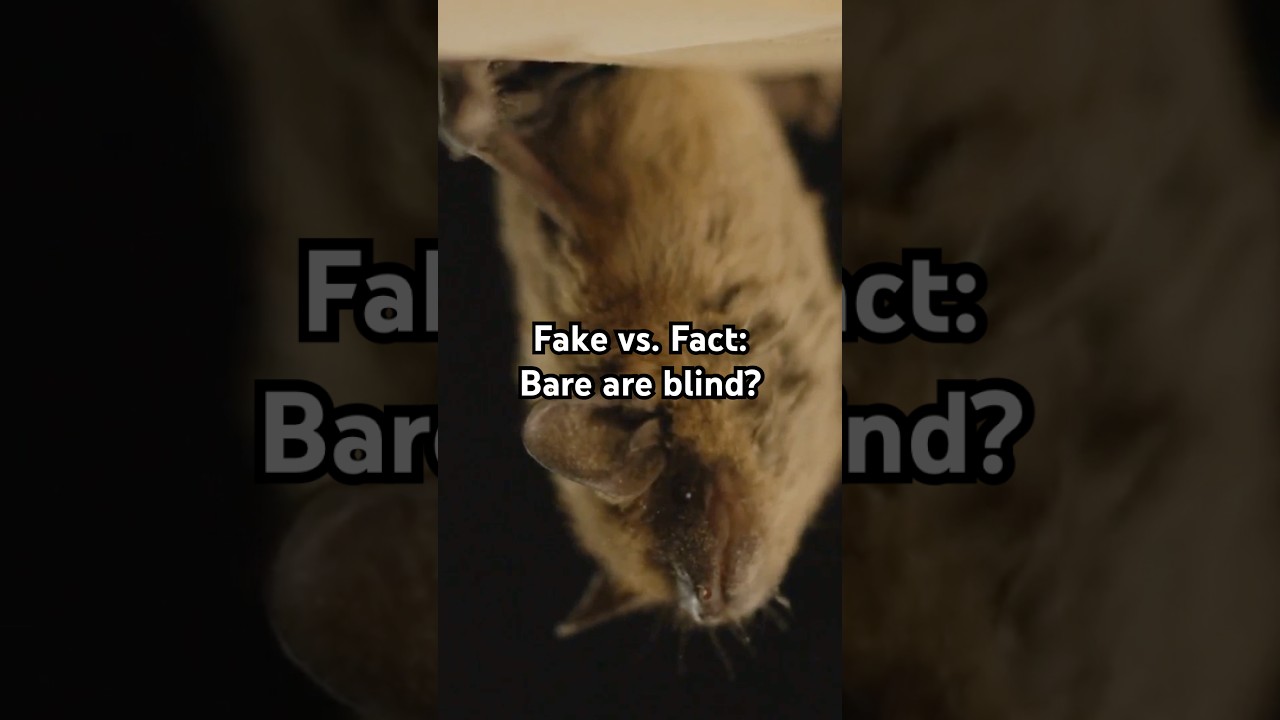 Fake vs. Fact: Bats are blind? 🦇