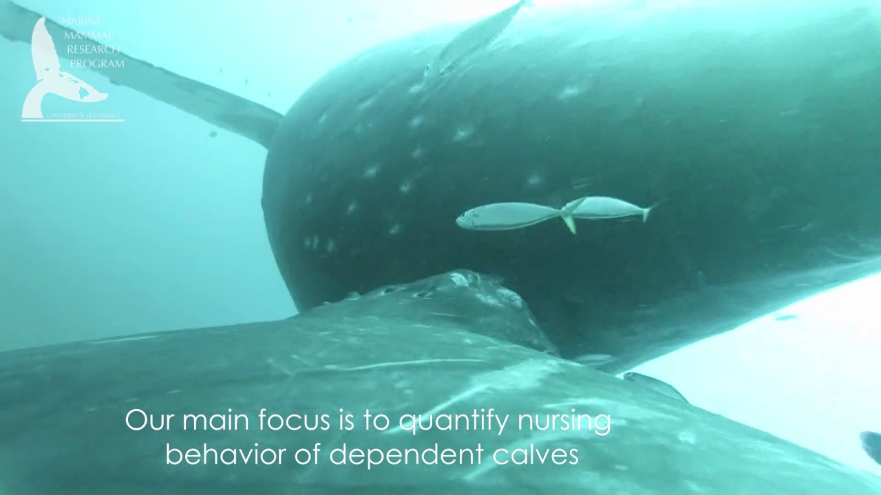 Tagging expedition: revealing the delicate nursing behavior of humpback whale calves