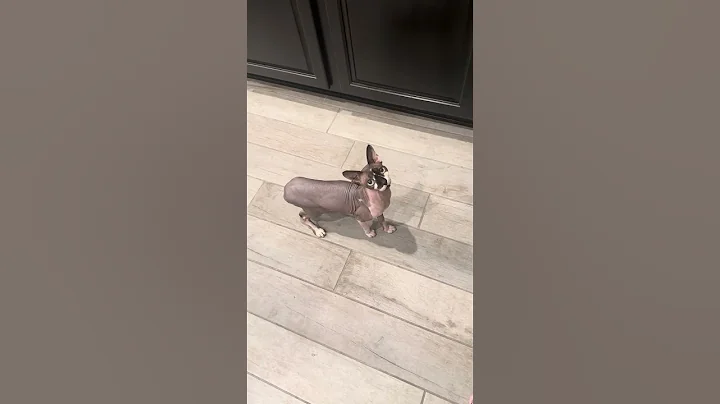 Video 11618641: meow sphynx, meowing cat sound, cat cutecat