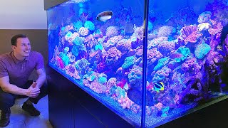 GERMAN REEF TANKS - LPS "bedroom aquarium" - with rare TIGER ANGELFISH - Apolemichthys kingi