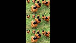 Vorwerk Tavuk Cinsi Hakkında Kısaca