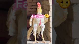 Parrot beek long tail 🥰😈#trending #aseelfighters #aseelmurga #himzokhan