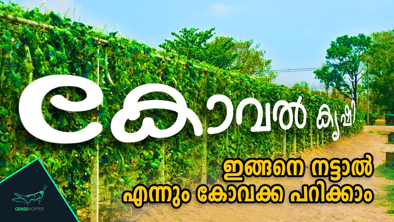 കോവല് കൃഷി രീതി | koval Krishi Malayalam | കോവക്ക കൃഷി നല്ലപോലെ ...