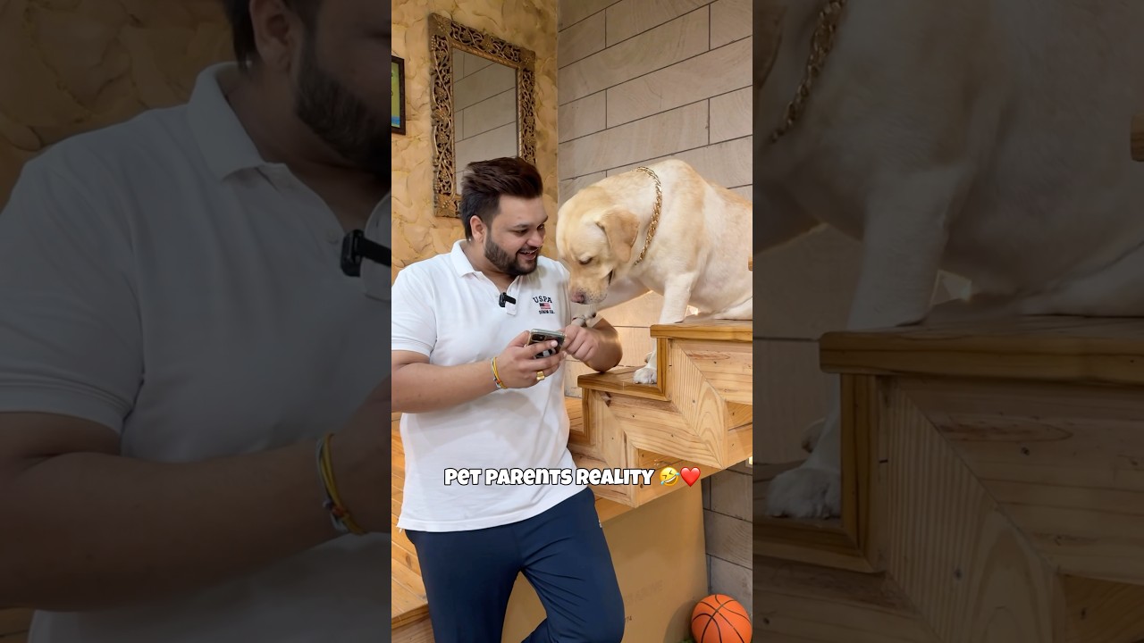 Every Pet Parent🤣❤️ #pets #minivlog #labrador #dog #ytshorts