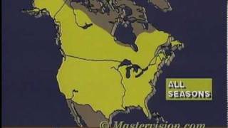 Audubon VideoGuide to Birds-Horned Owl screenshot 5