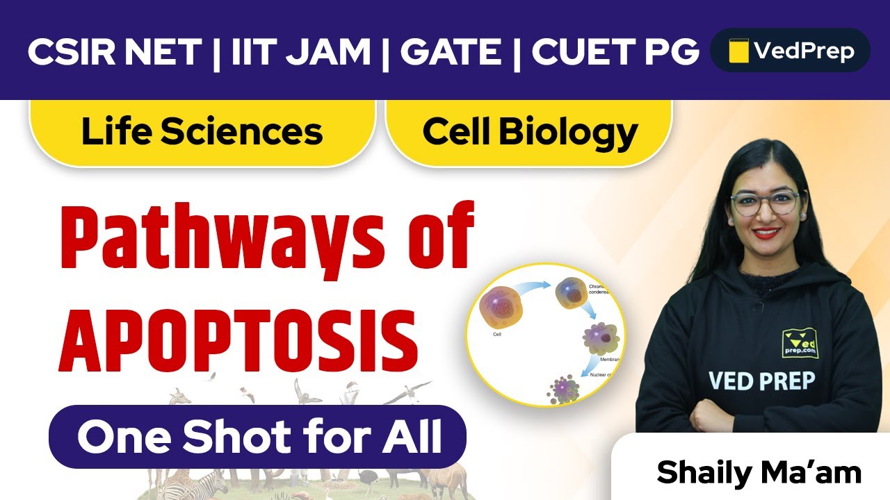 Pathways of APOPTOSIS | Life Sciences| CSIR NET | IIT JAM | GATE | CUET PG | VedPrep Biology Academy