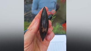 Freshwater Mussel discovery in Kentwood prompts new conservation efforts for Plaster Creek
