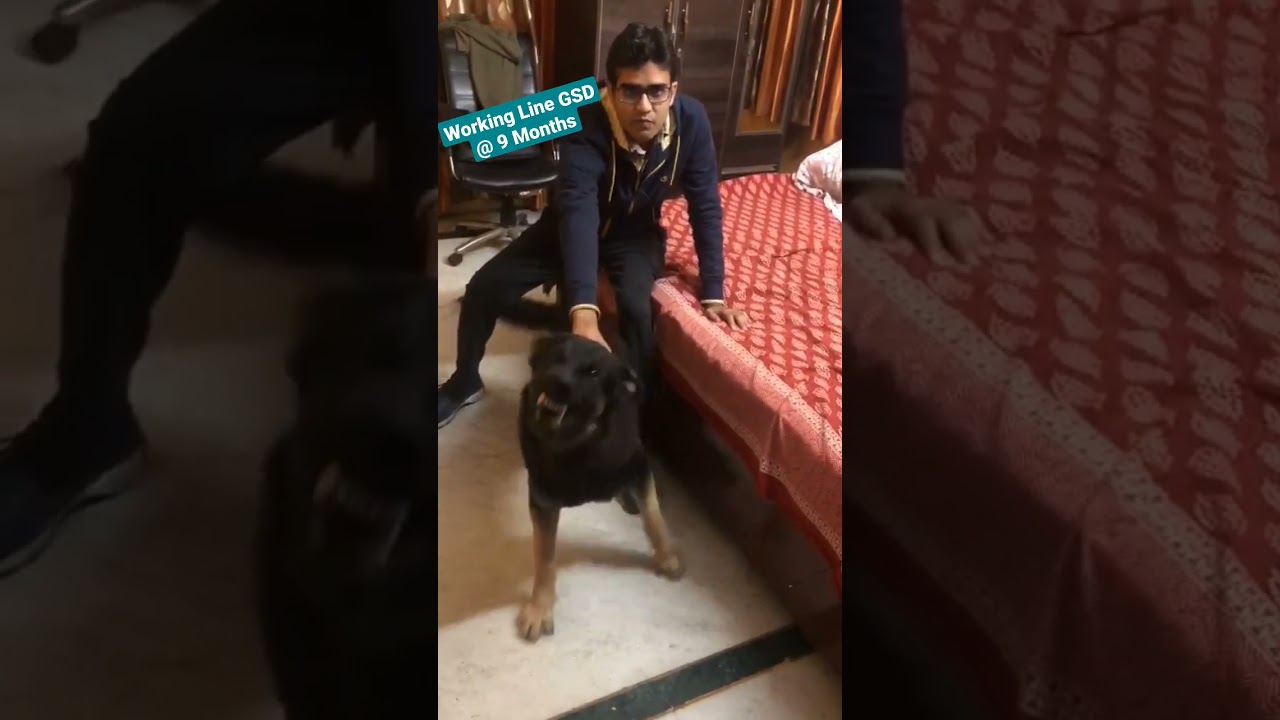 Working Line German Shepherd in India | Working Line German Shepherd Protecting Owner | GSD Attack