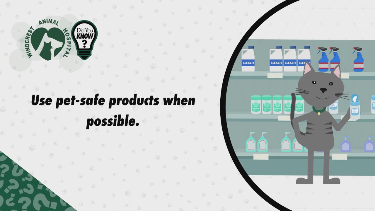 Don’t Some sanitizers are toxic for pets! YouTube