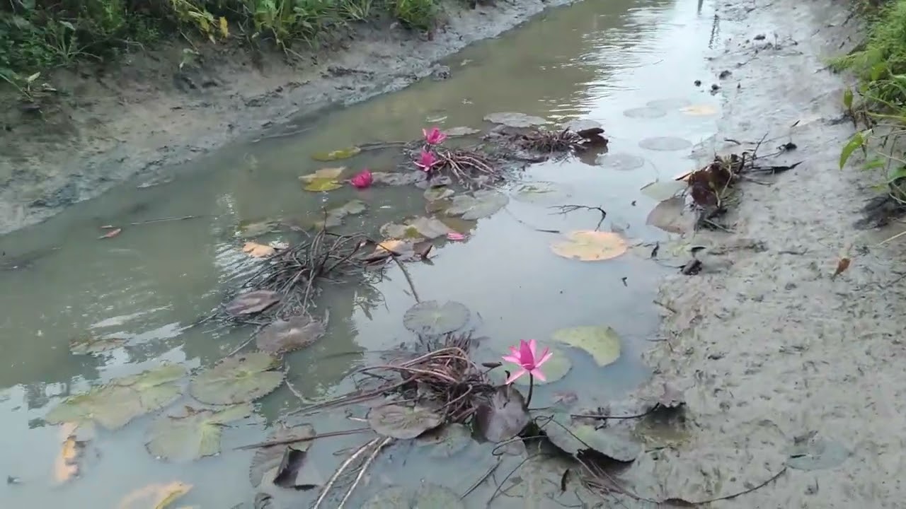 Tác mươn bắt cá 