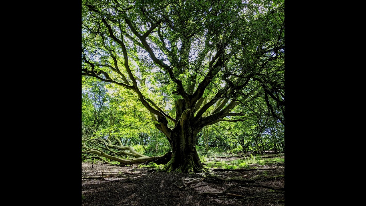 Liedboek lied 91a - Wie in de schaduw Gods mag wonen - YouTube