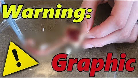 Opening up Dud Snake Eggs