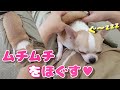 ツチノコマッサージ（梅コース）でムチムチボディがほぐれていく