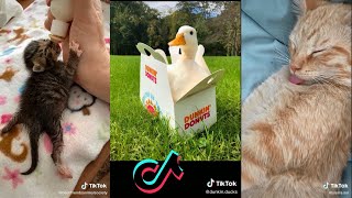 I found the funniest tiktok animals for you