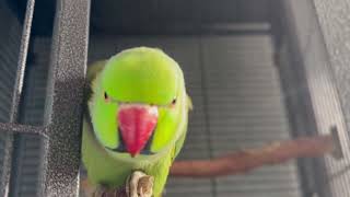 Riki The Talking, Screaming Indian Ringneck Parrot