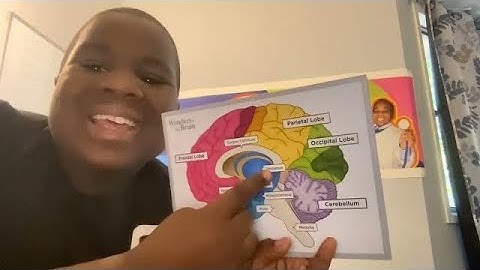 Functies van de menselijke hersenen