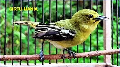 Burung sirtu cipoh gacor birahi !! di jamin semua akan nyaut