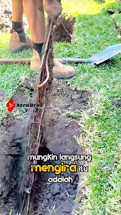 Found a creepy plant root. 😱⁉️ #short #shorts #trending #serubros