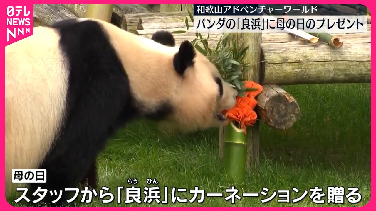 Watch: Panda mom honored with Mother's Day feast at Japanese zoo