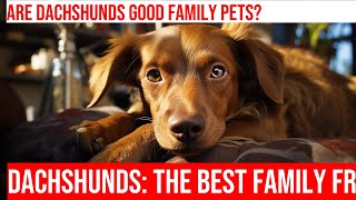 Dachshunds as Family Pets: All You Need to Know