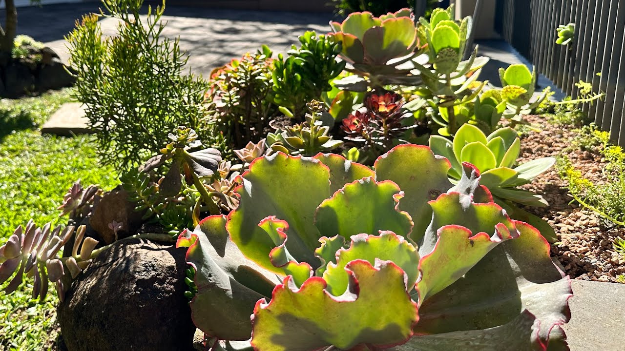 NOVIDADES NO JARDIM - ARRANJOS de SUCULENTAS e muito mais!