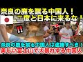 日本を出禁にすべき!奈良の鹿に暴力を繰り返す中国人についに奈良県警、議員が動いた!富士山、靖国神社、日本の美しい観光地に繰り返される中国人からの迷惑行為【海外の反応】