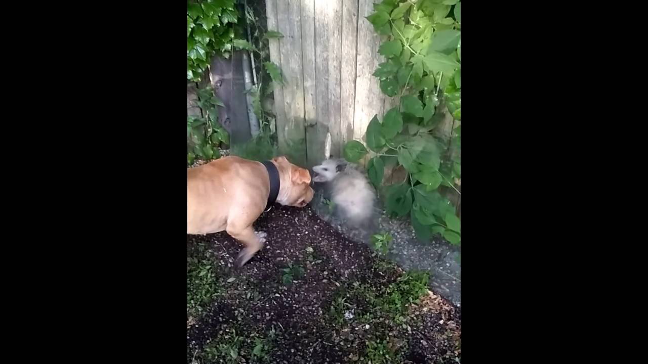 Dog vs possum - YouTube