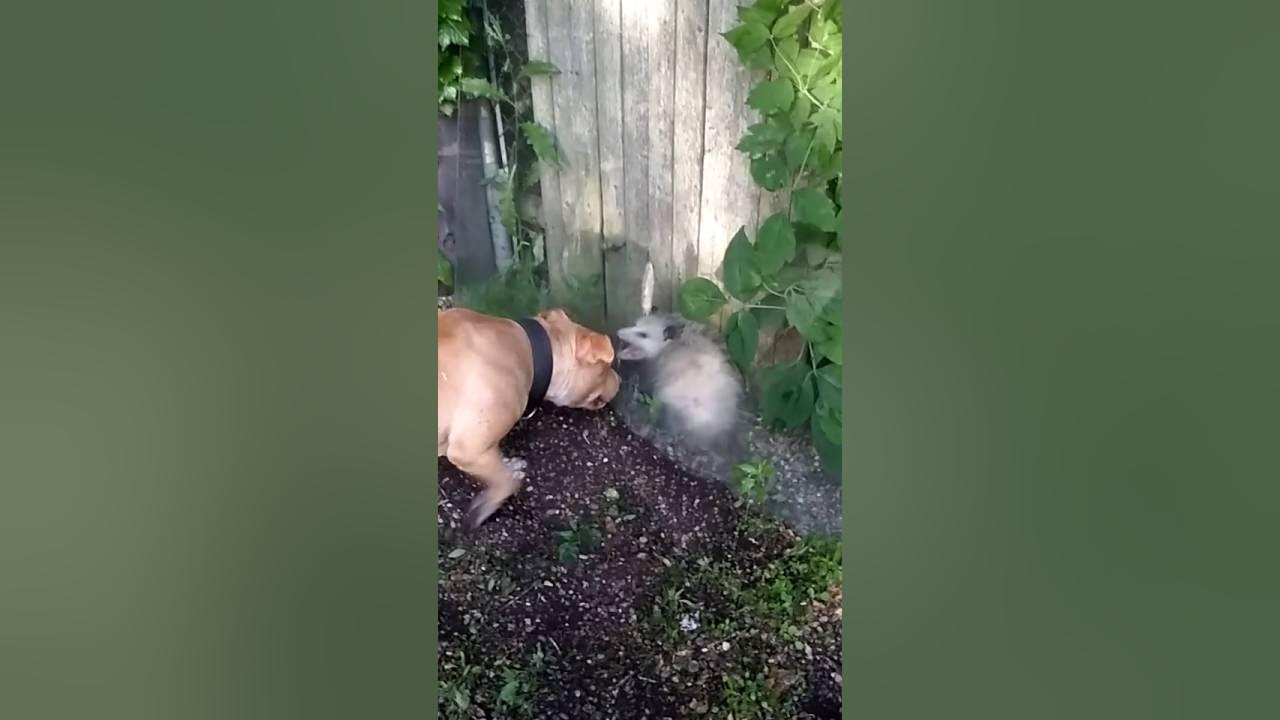 Dog vs possum YouTube