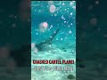 CARTEL PLANEWRECK to CORAL REEF #shorts #bahamas #exumas #coralreef #adventure #caribbean #cartel