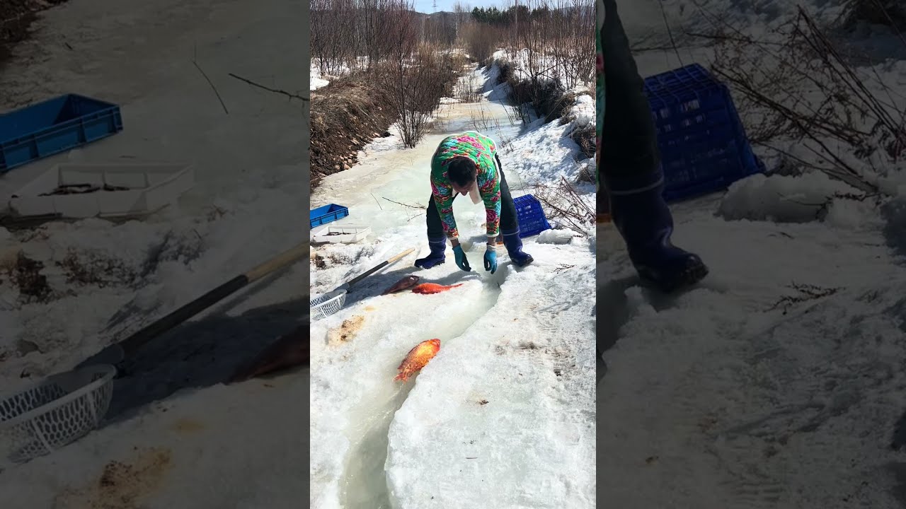 Fishing In Mohe The Northeast Joy Of Outdoor Wild Experience 397