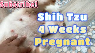 Shih Tzu - 4 Weeks Pregnant