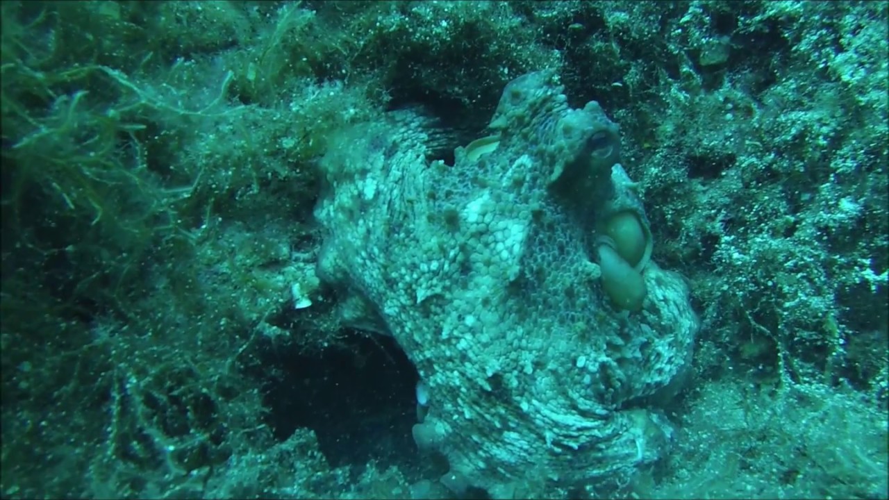 Octopus - Sea Stuff - www.seastuff.com