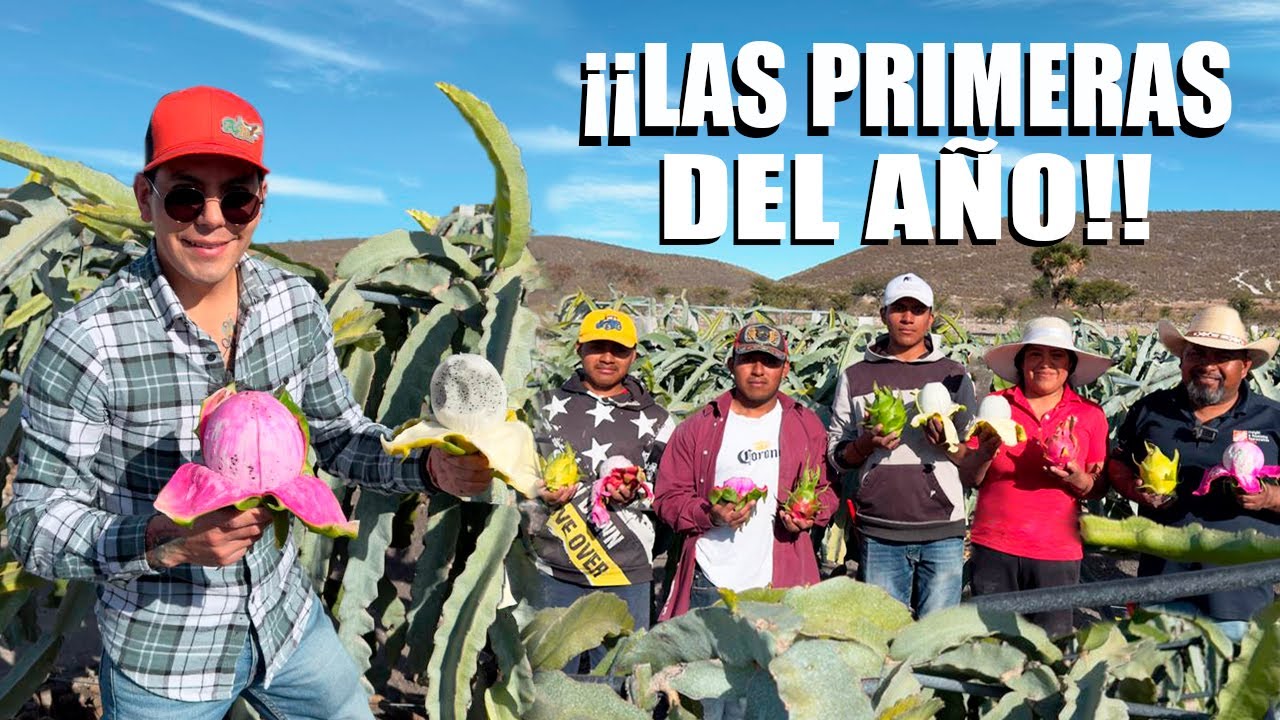 Me fui al CERRO A COSECHAR las primeras pitahayas del año | A falta de agua regamos con cubetas