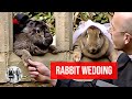 The rabbit wedding