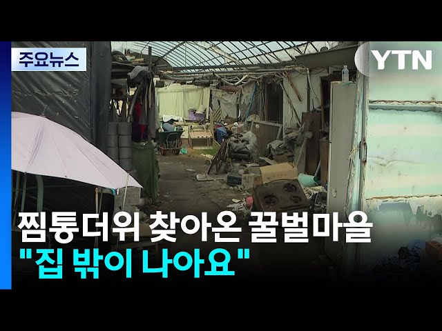 찜통더위 찾아온 꿀벌마을..."집 밖이 나아요" / YTN