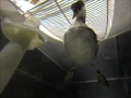 Swimming with Horned Grebe #15-0024