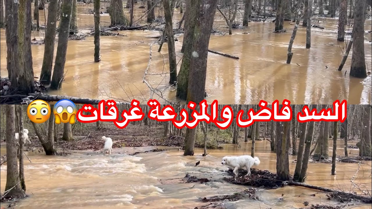 معاناة المزرعة مع فيضانات السد وهل هناك ربط المسؤولية بالمحاسبة بأمريكا 🇺🇸😜