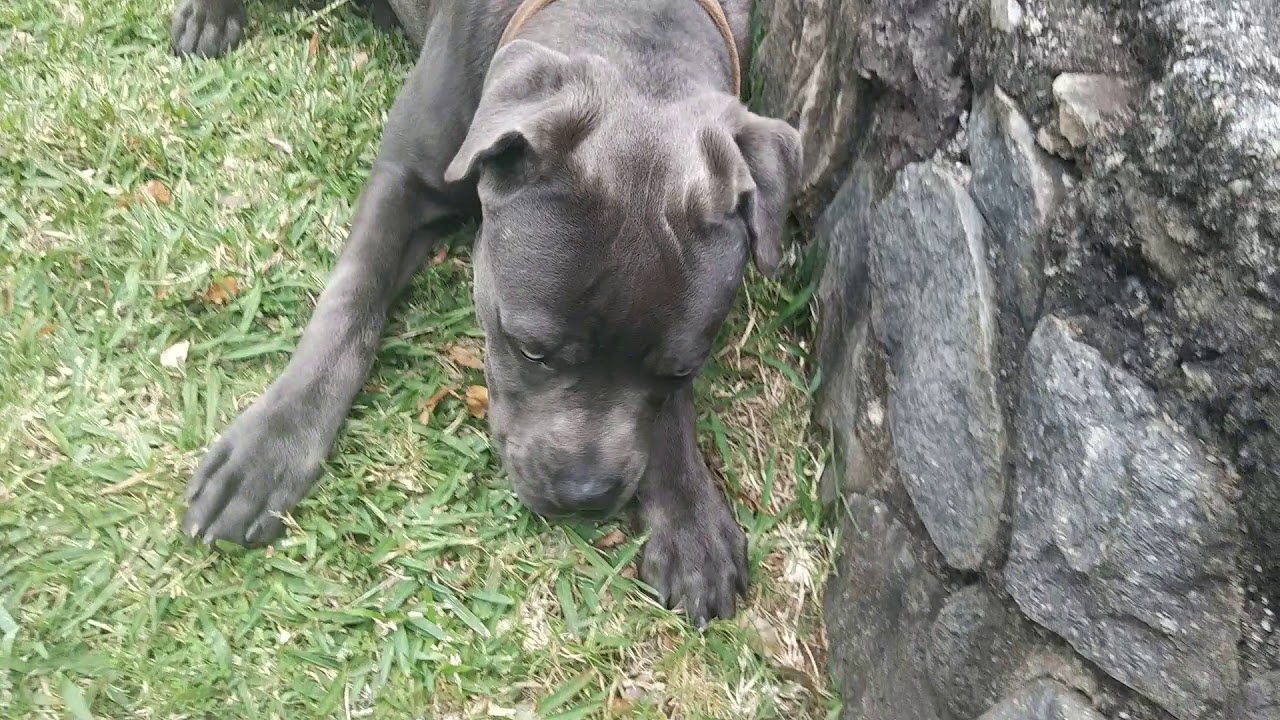 staffy x cane corso