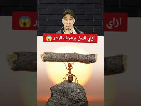 فيديو: هل اختبار ناعم على الحيوانات؟