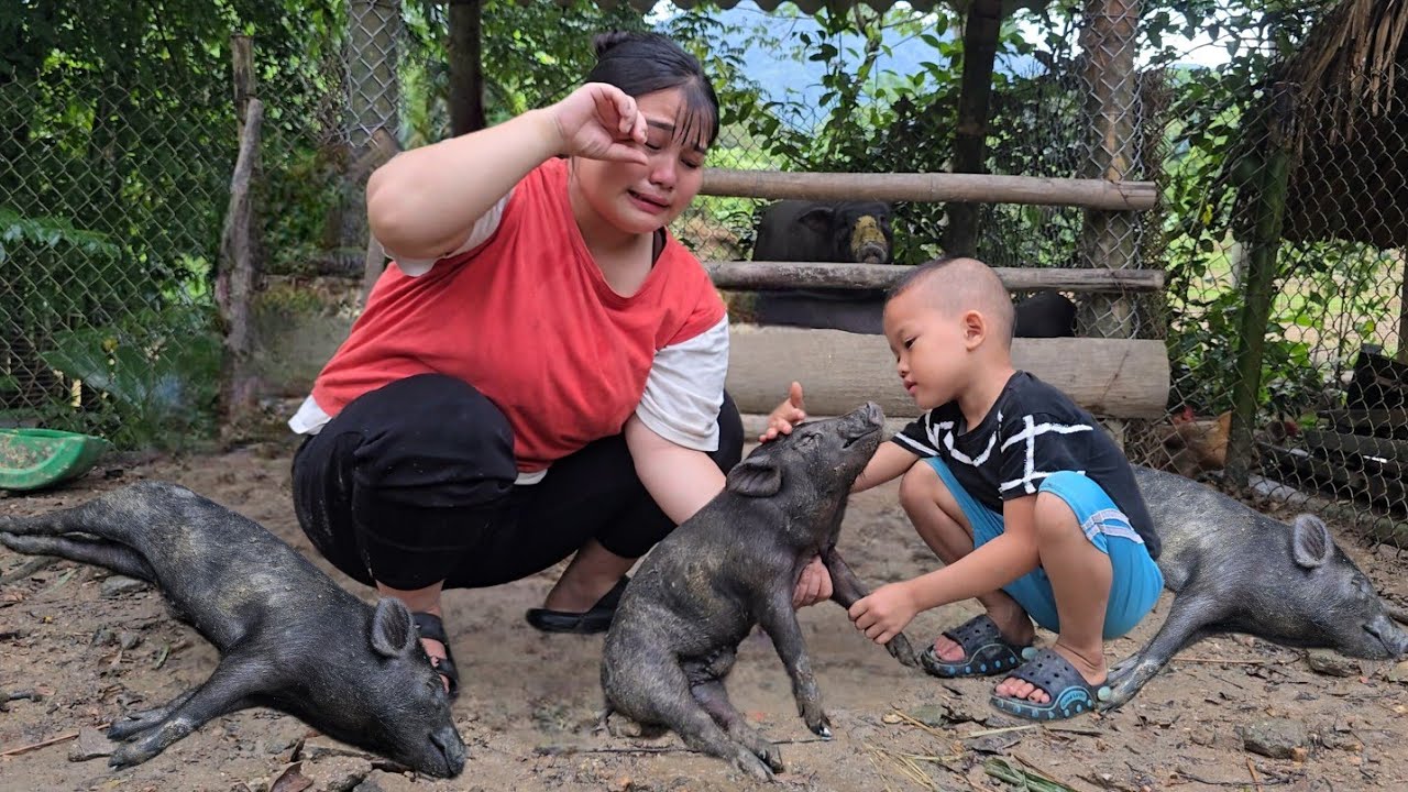A single mom's clever way of dealing with a pig disease outbreak on her farm _ Love for animals
