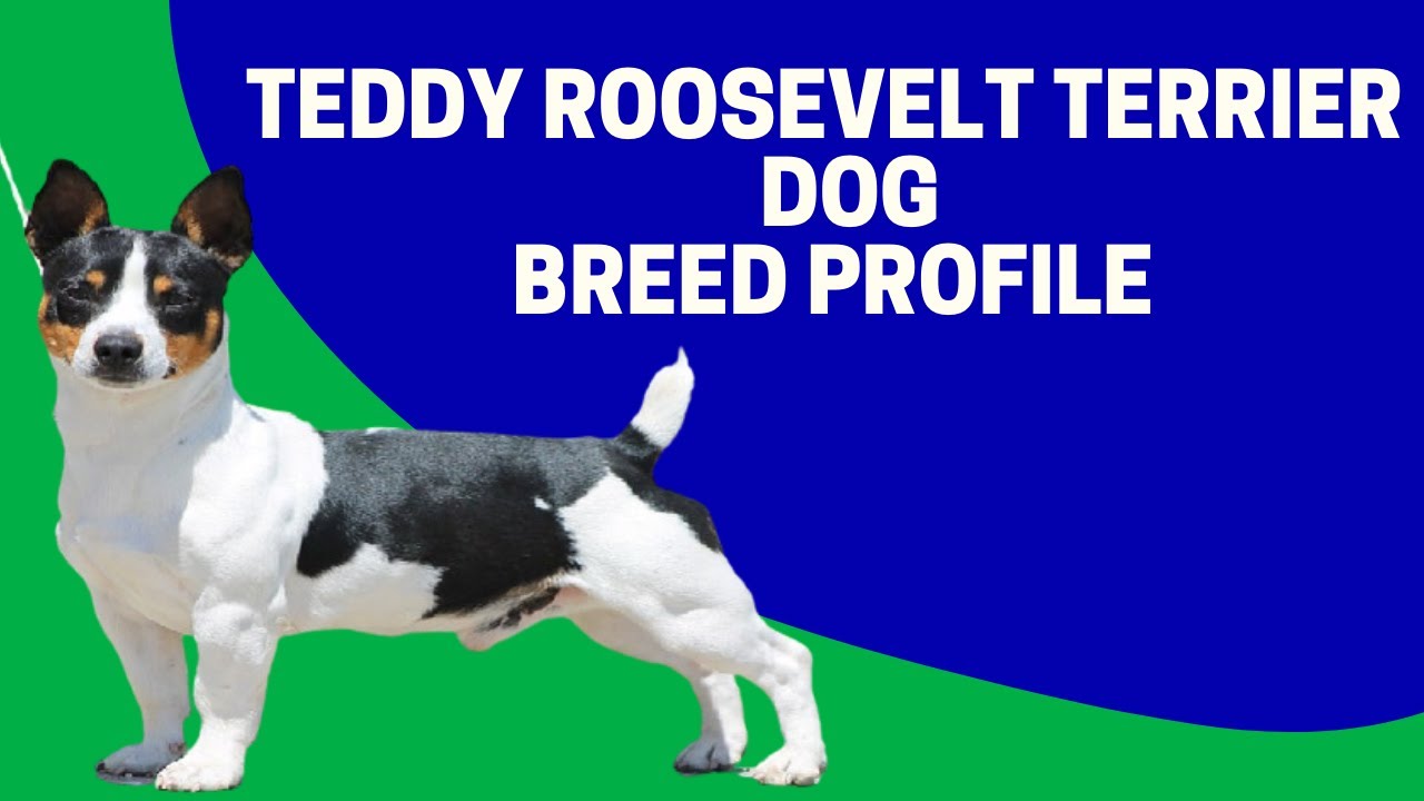 What Is The Breed Of Teddy Roosevelt Terrier