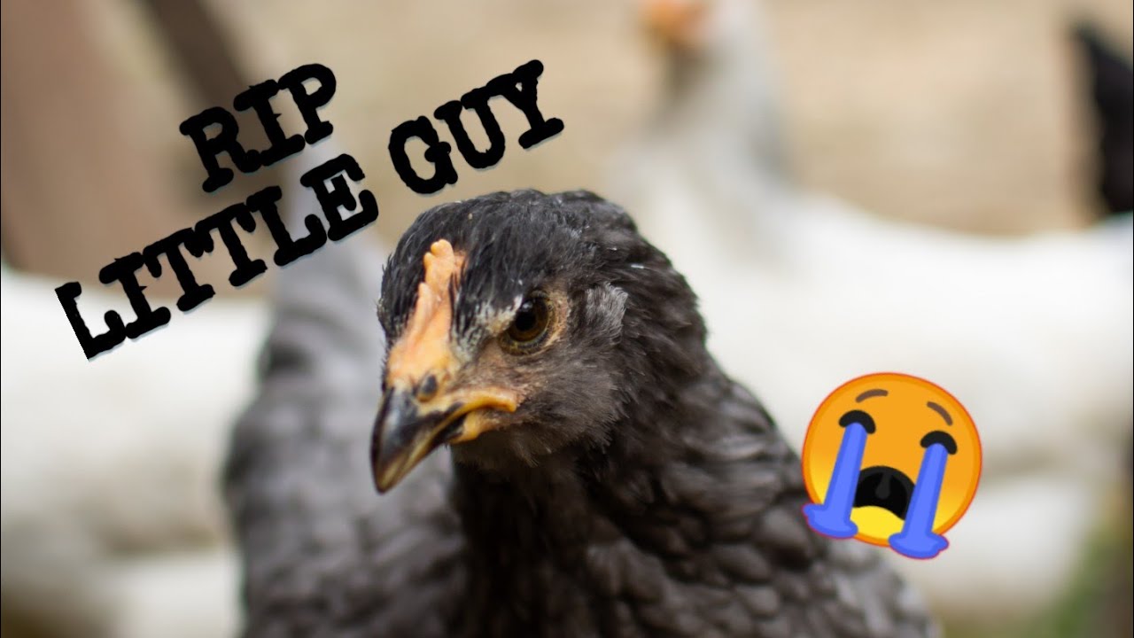 Something killed my baby chicks ??? YouTube