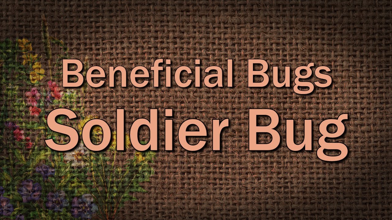 Soldier Bug Beneficial Bugs YouTube