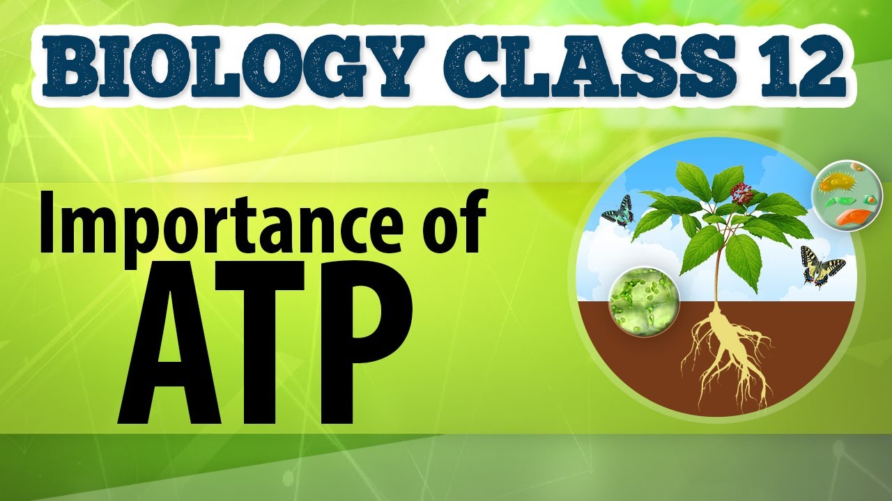 a level biology importance of atp essay