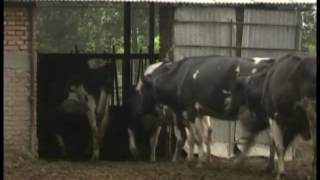 山東省産原乳から発ガン性物質検出 20141113