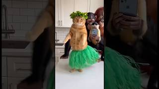 A Dancing Cat And An Audience That Knows Its Viral