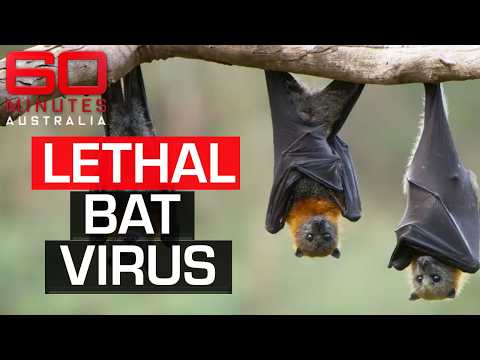 Understanding Australian bat Lyssavirus | 60 Minutes Australia