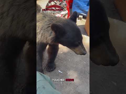 Black Bear Walks Up to Man and Sniffs His Face