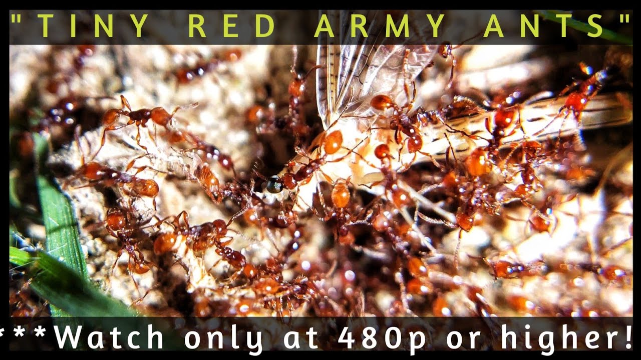 TINY RED AENICTUS ARMY ANTS