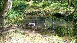 Hawk Twerks After Cool Drink Of Water In South Lake Tahoe